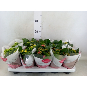 Kalanchoe blos.   ..mix 6