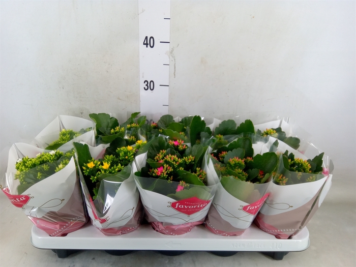 <h4>Kalanchoe blos.   ..mix 6</h4>