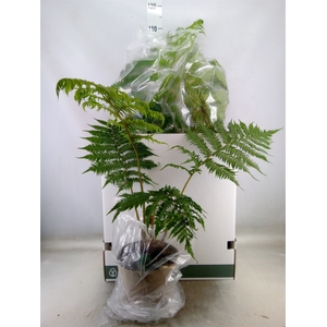 Cyathea australis