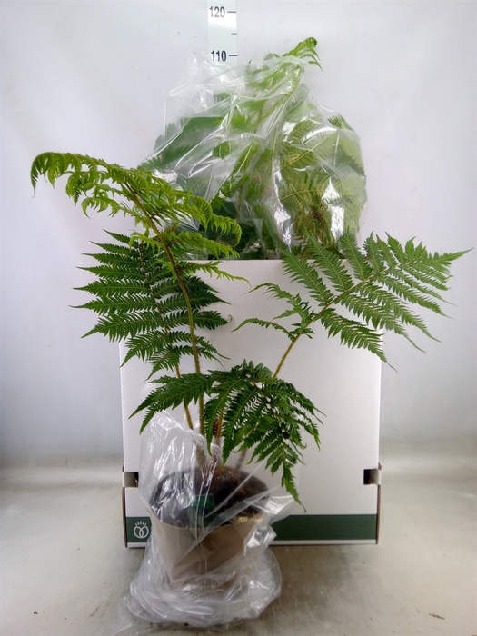 <h4>Cyathea australis</h4>