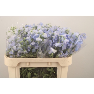 DELPH EN BALLKLEID PALE BLUE