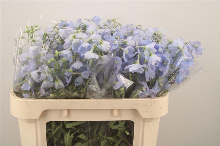 <h4>DELPH EN BALLKLEID PALE BLUE</h4>