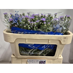 Aster Cassandra