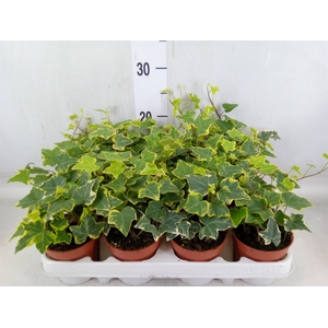 Hedera helix 'Goldchild'