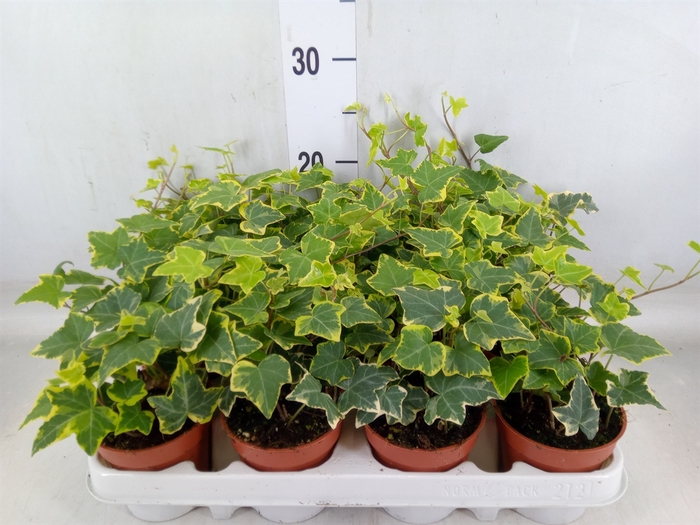 <h4>Hedera helix 'Goldchild'</h4>