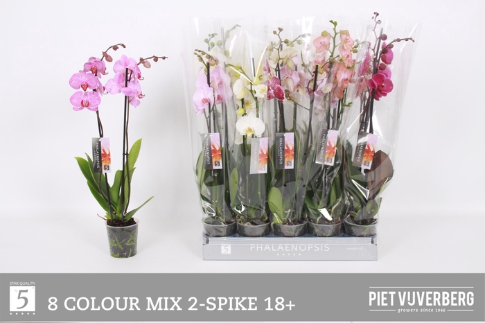 <h4>PHAL GEM 8 KL</h4>