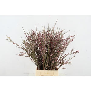 SALIX RED PASSION 060CM