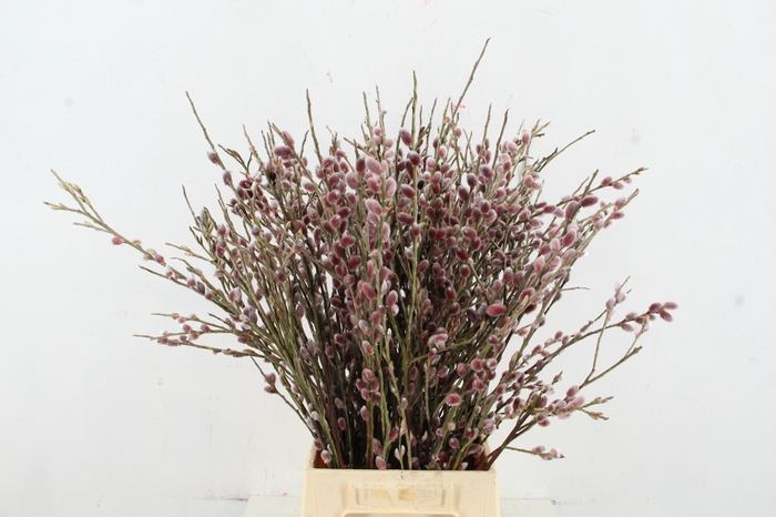 <h4>SALIX RED PASSION 060CM</h4>