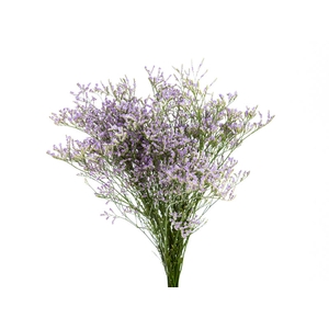 LIMONIUM 070 CM LILAS