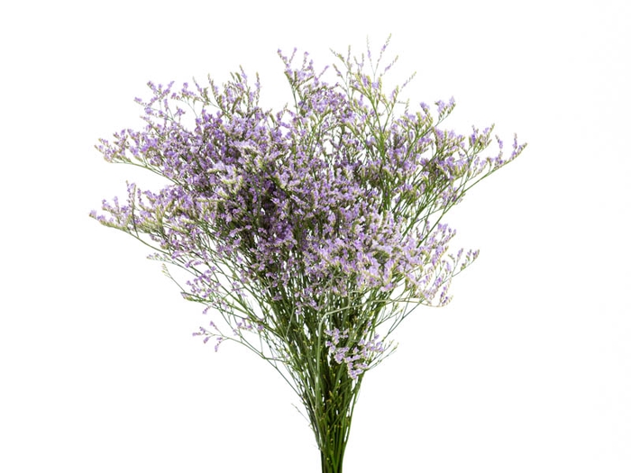 LIMONIUM 070 CM LILAS