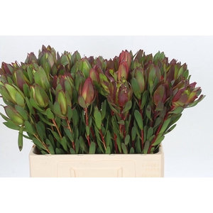 Leucadendron Senorita