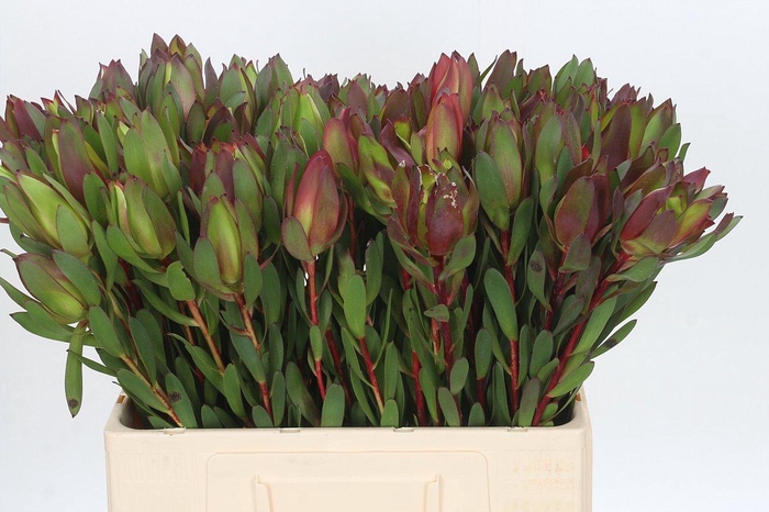 Leucadendron Senorita