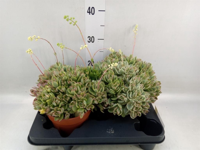 <h4>Crassula   ...</h4>