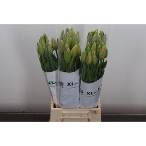 Tu Frans En Dordogne