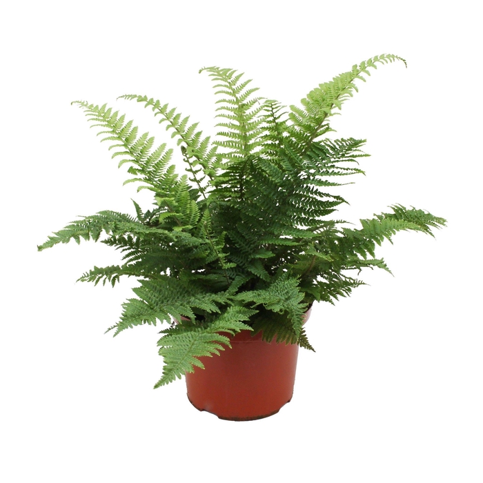 <h4>Dryopteris Affinis Crispa (Winterhard)</h4>