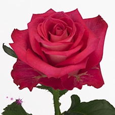 Rosa large orchestra