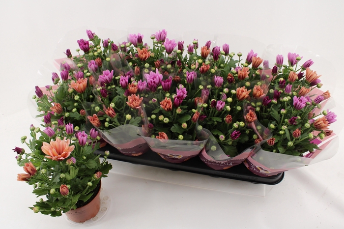 <h4>CHRYS GEM IN POT</h4>