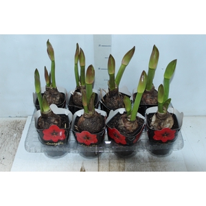 AMARYLLIS P14 VERMELHO MIN 2 HT