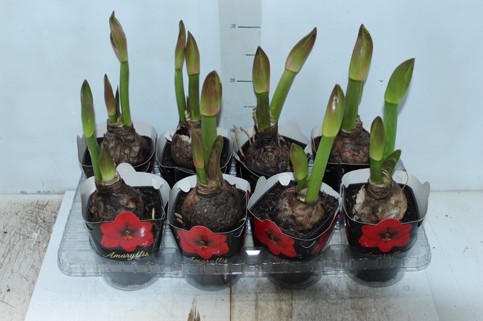 <h4>AMARYLLIS P14 VERMELHO MIN 2 HT</h4>