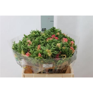 Anemoon Mistral Shocking Pink