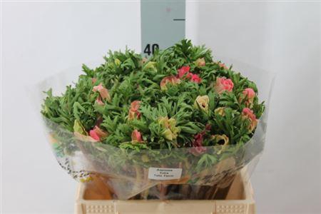 <h4>Anemoon Mistral Shocking Pink</h4>