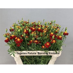 Tagetes Burning Embers