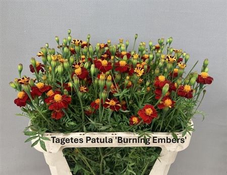 <h4>Tagetes Burning Embers</h4>