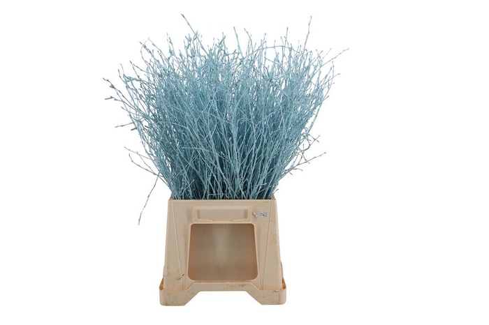 <h4>Berk ( Birch ) Light Blue</h4>