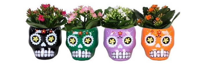 <h4>KALANCHOE BLOSSFELDIANA</h4>