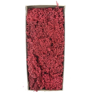 Dried Pepper Berries Rood
