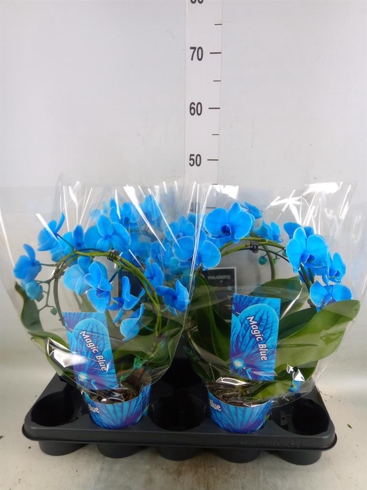 <h4>Phalaenopsis   ...</h4>