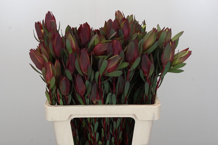 Leucadendron Senorita Spray