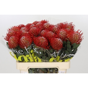 Nutans Ayoba Red