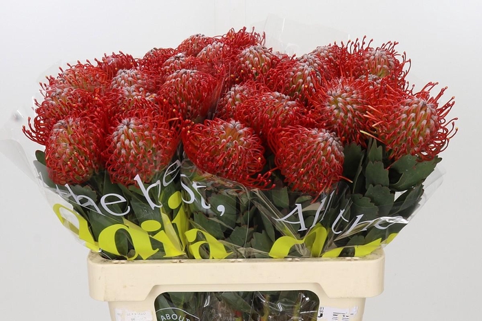 <h4>Nutans Ayoba Red</h4>