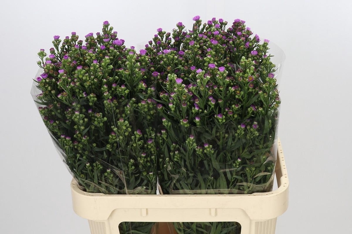<h4>Aster Painted Lady</h4>