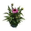 Echinacea purpurea