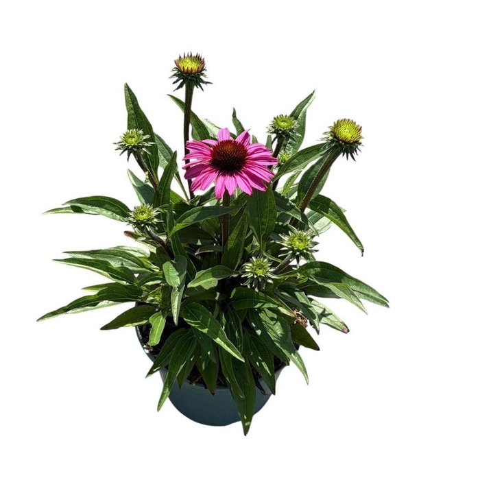 Echinacea purpurea