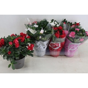 RHODO SI VOGEL GEM