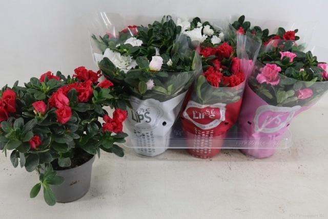 <h4>RHODO SI VOGEL GEM</h4>