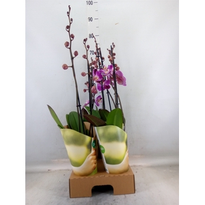 Phalaenopsis   ...lilac