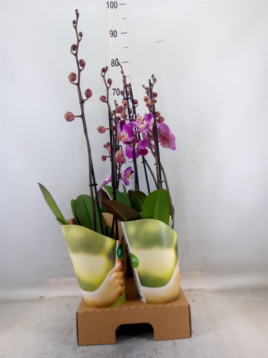 <h4>Phalaenopsis   ...lilac</h4>