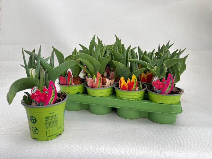 arr8 Tul Gem 4 Kleuren