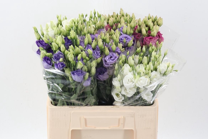 <h4>Eus G Gem In Fust</h4>