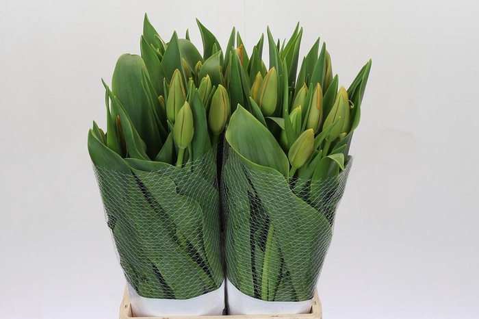 <h4>Tulipa (frans) En Avignon</h4>