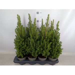 Picea glauca 'Perfecta'