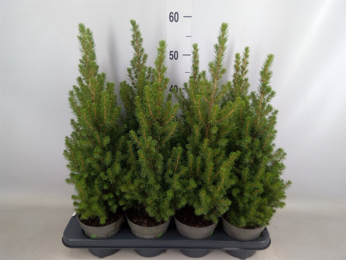 <h4>Picea glauca 'Perfecta'</h4>