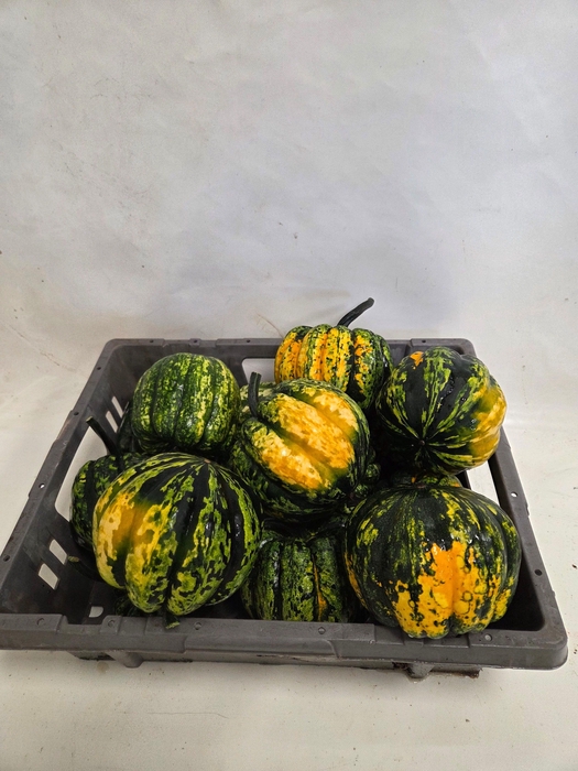 <h4>CUCURBITA</h4>
