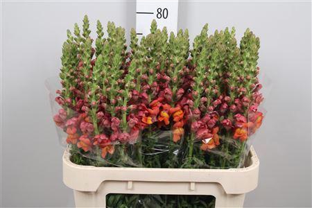 <h4>Antirrhinum majus 'Poto Dk Orange'</h4>