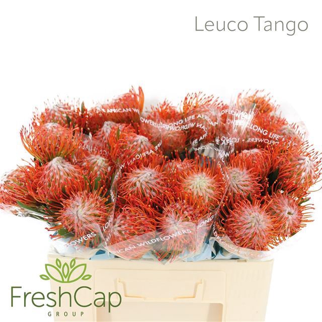 LEUCO CO TANGO