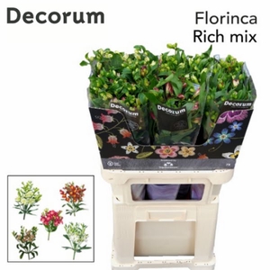 Alstr Florinca Mix In Bucket Rich